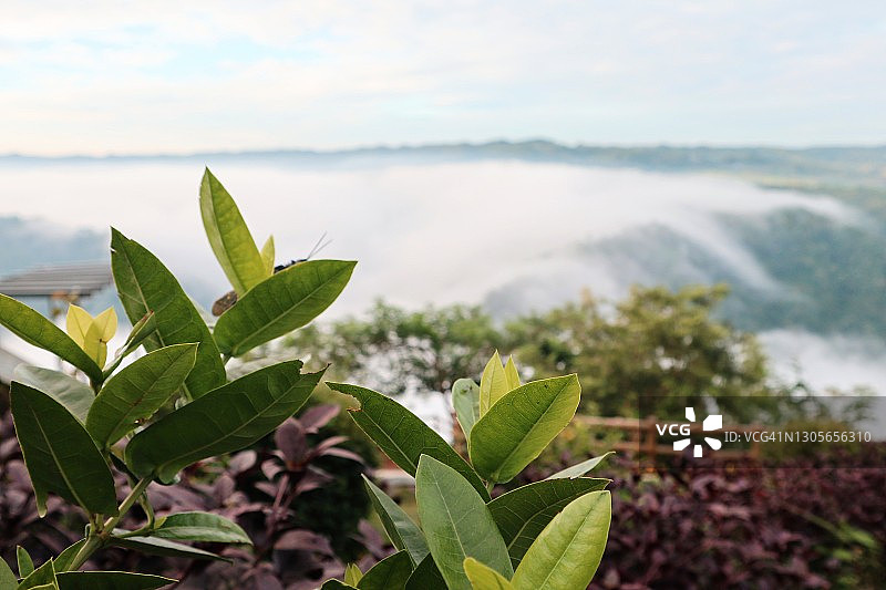印度尼西亚日惹芒unan水果园热带雨林景观图片素材