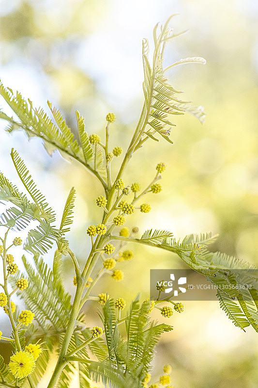 美丽的黄色绒球状含羞草灌木图片素材