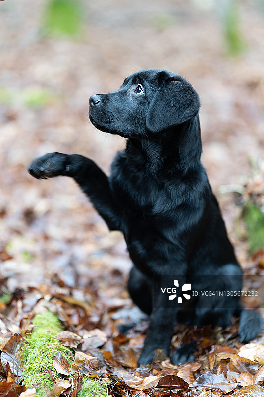 拉布拉多寻回犬图片素材