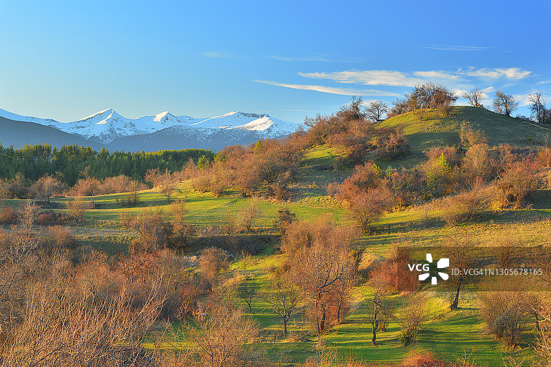 春天山地果园的田园风光，背景是白雪皑皑的山峰图片素材