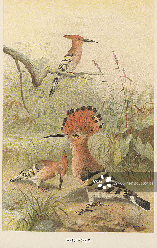 鸟类学：戴胜古老彩色石印插图图片素材