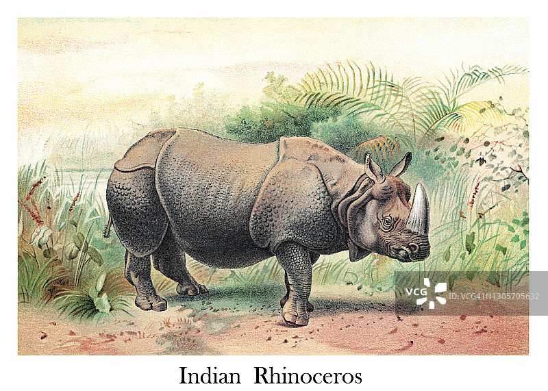 印度犀牛旧插图图片素材