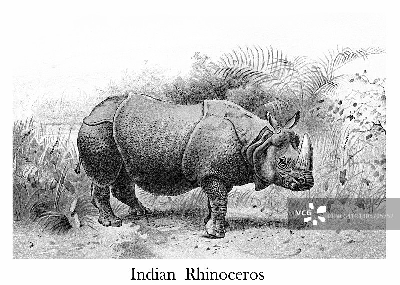 印度犀牛老式彩色石印插图图片素材