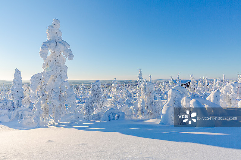 冬季雪景，背景是雪覆盖的冷杉树，芬兰拉普兰图片素材