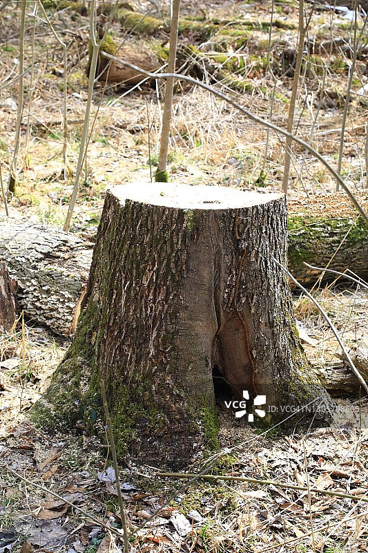 砍伐后的树桩图片素材