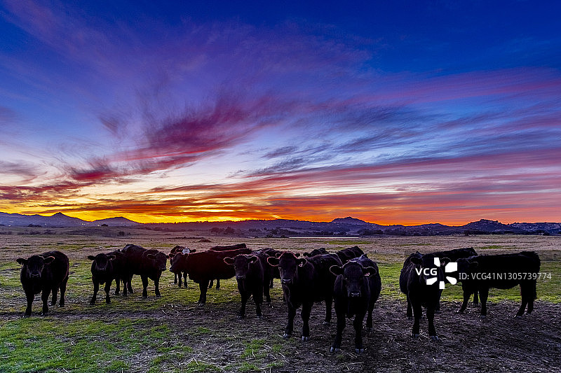 夕阳下牧场上的奶牛图片素材