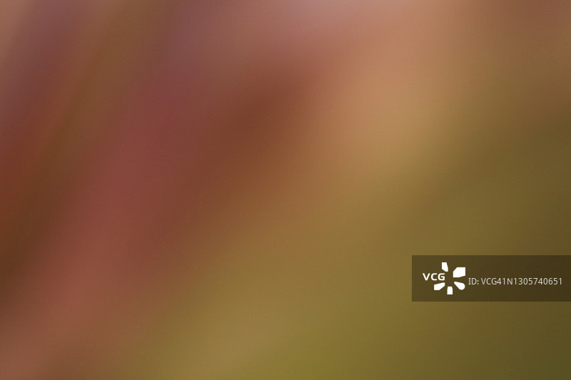 粉绿色蜘蛛百合虚焦叶片抽象图像图片素材