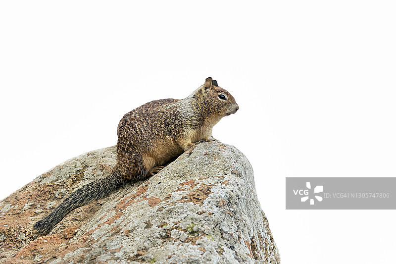 警惕的可爱土拨鼠图片素材