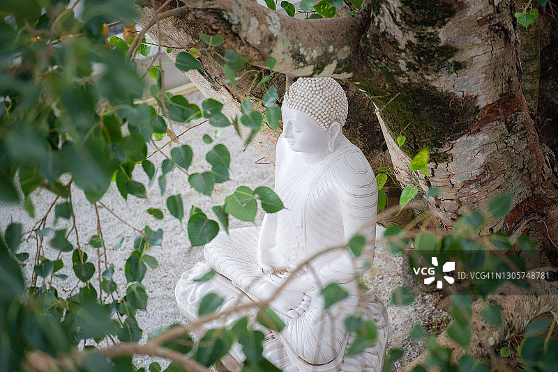 斯里兰卡康提市斯里摩诃菩提寺菩提树下的白色佛像。图片素材