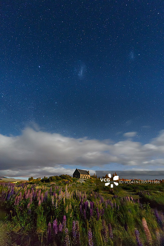 新西兰鲁冰花图片素材