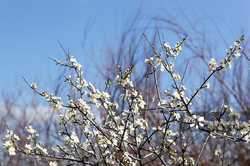 春季盛开白色花朵的李树图片素材