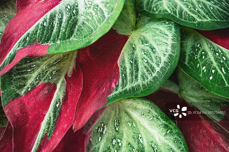 五彩芋图片素材