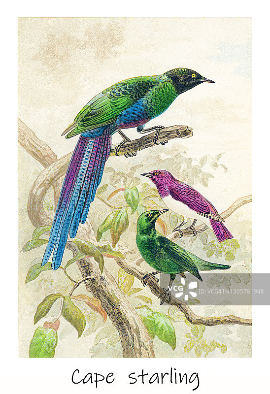 旧版雕刻插图：鸟类学 - 好望角椋鸟图片素材