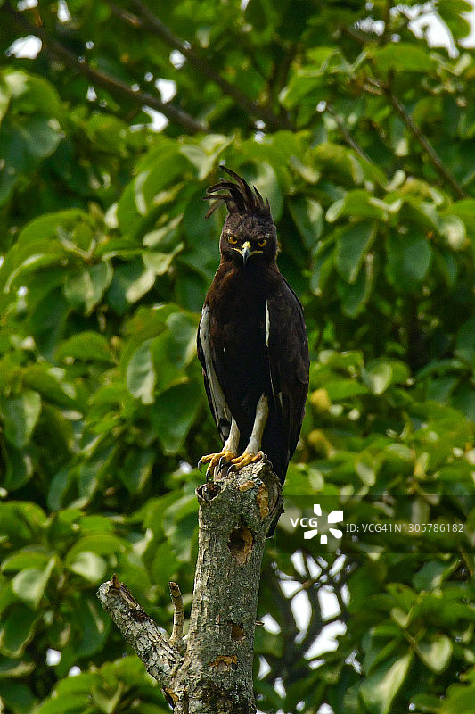 长冠鹰图片素材