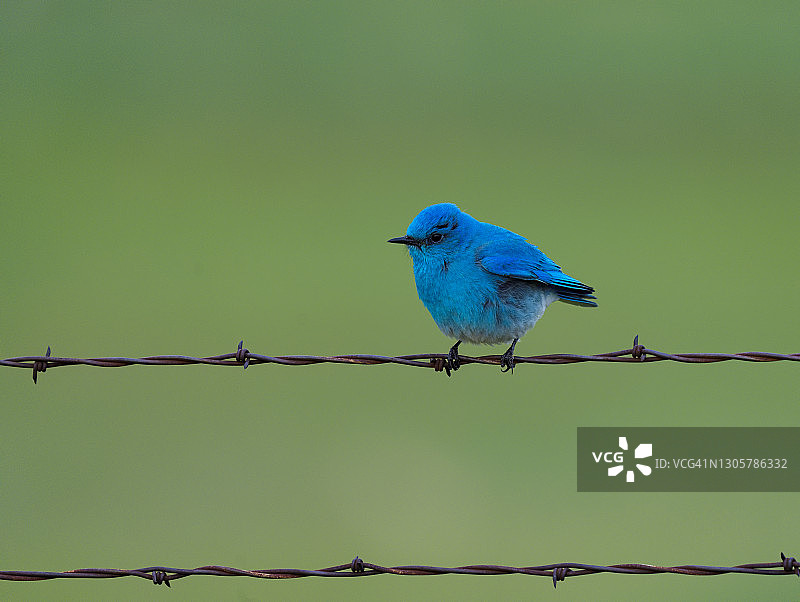 蓝知更鸟站在栅栏线上图片素材