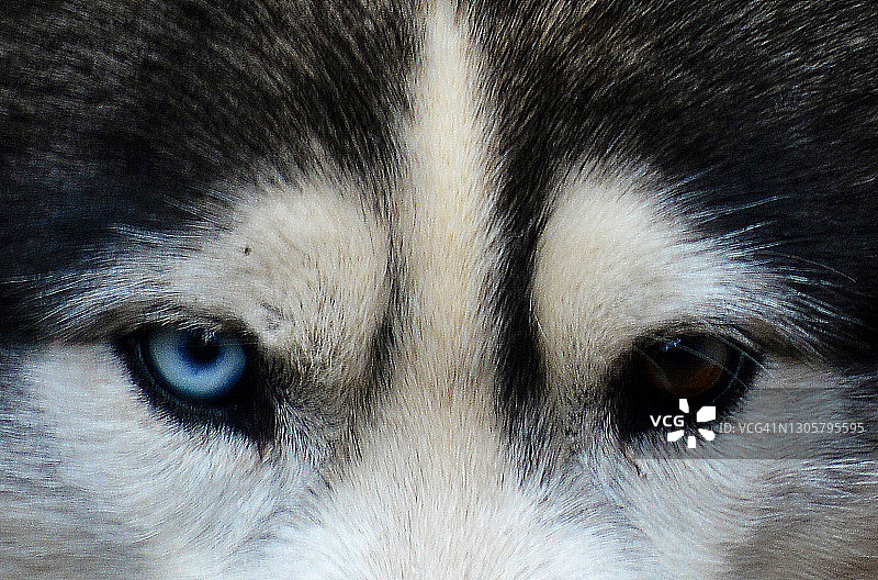 法国哈士奇的眼睛图片素材