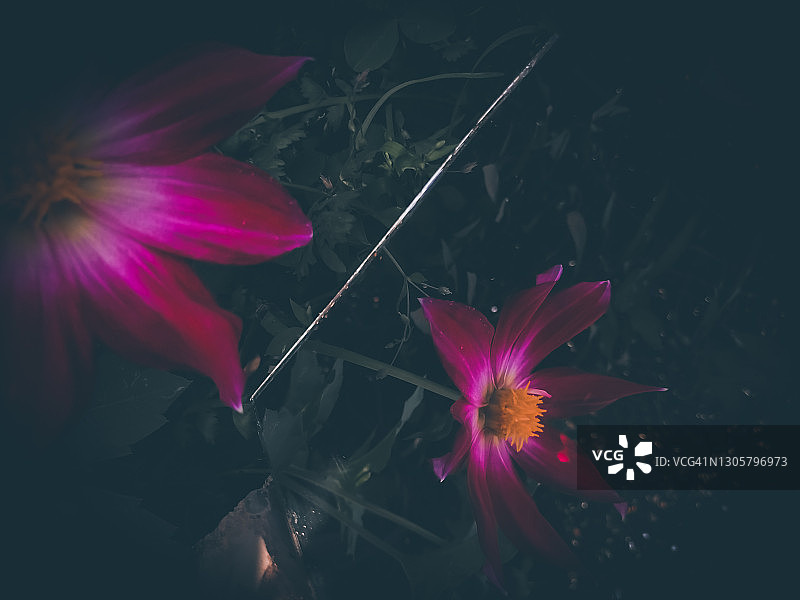 大丽花 - 镜像反射图片素材