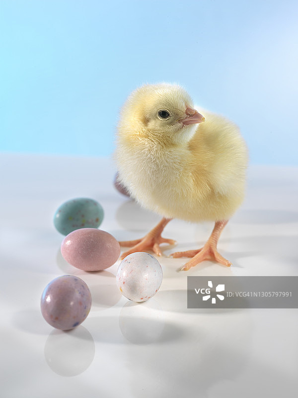 小鸡复活节彩蛋图片素材
