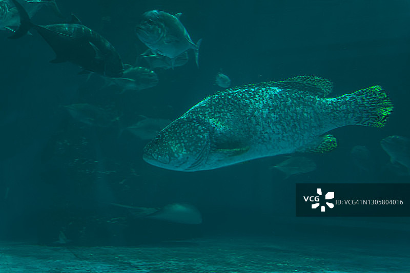 水族箱中的鱼特写图片素材