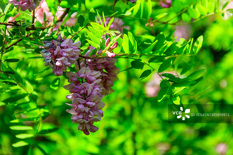 粉色刺槐图片素材