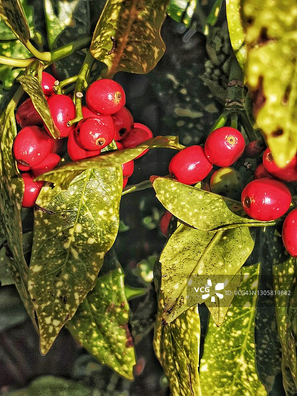 日本珊瑚树图片素材