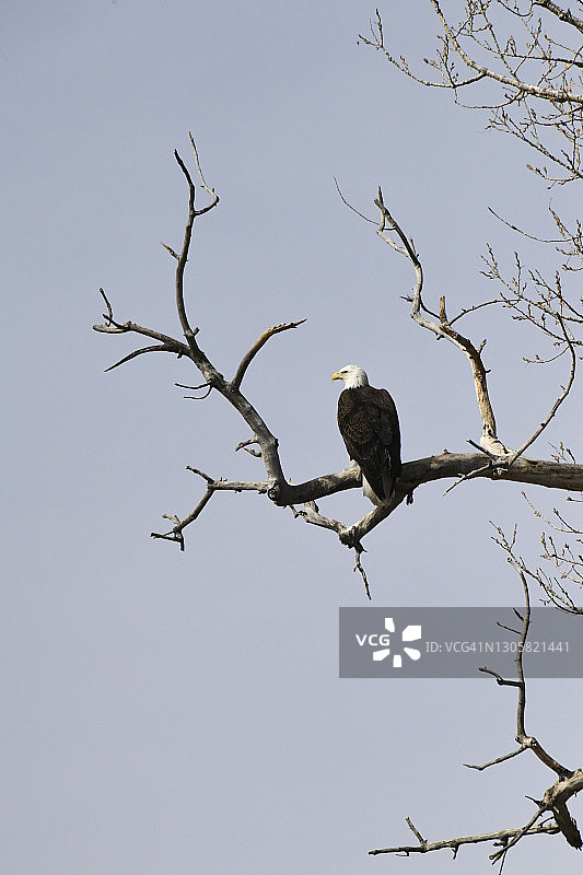 白头海雕图片素材