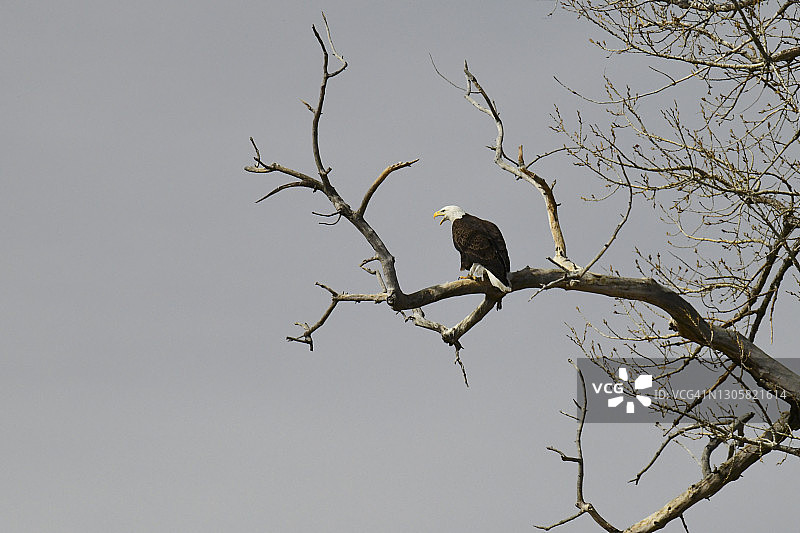 白头海雕图片素材