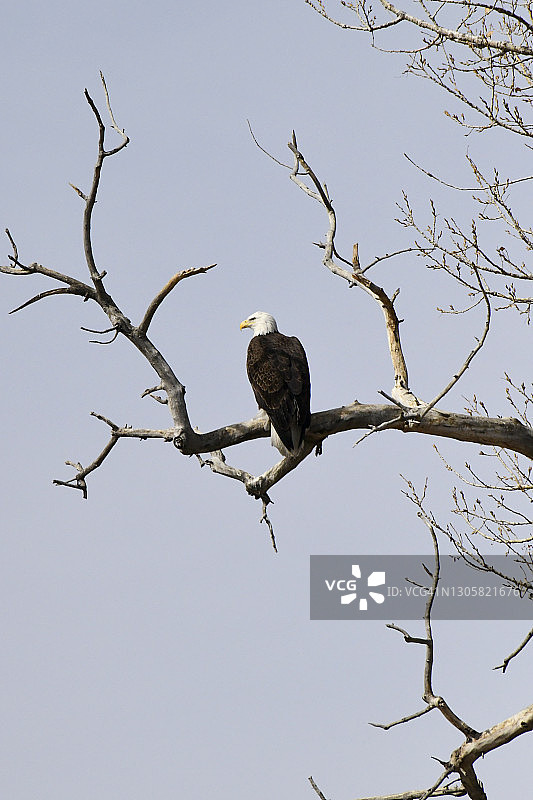 白头海雕图片素材