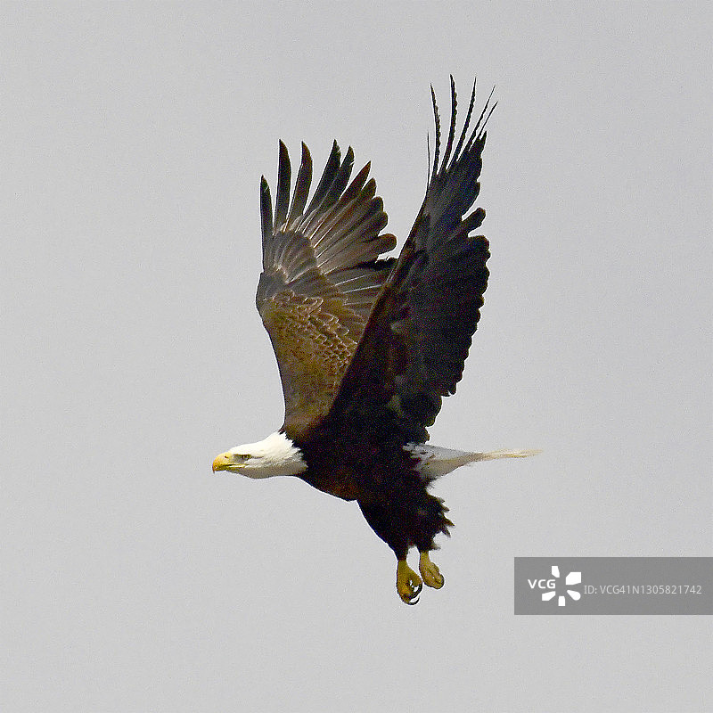 白头海雕图片素材