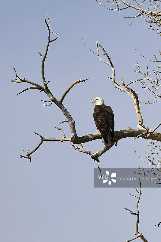 白头海雕图片素材
