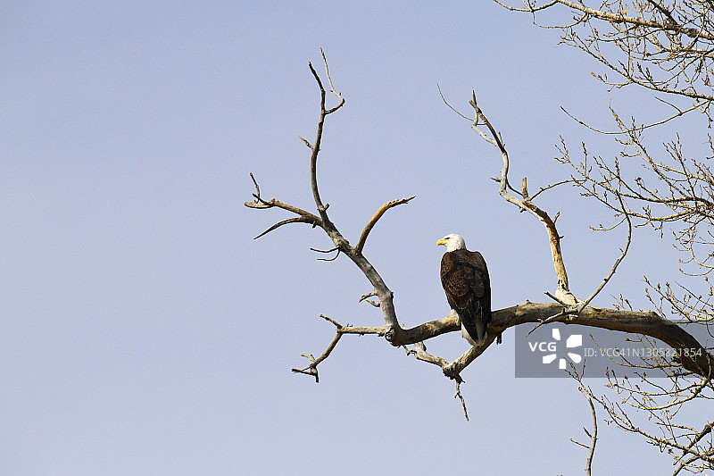 白头海雕图片素材
