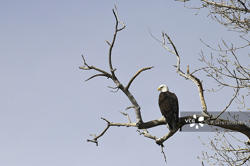 白头海雕图片素材