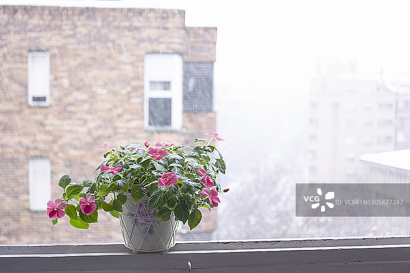 窗框中的花盆与窗外雪景图片素材