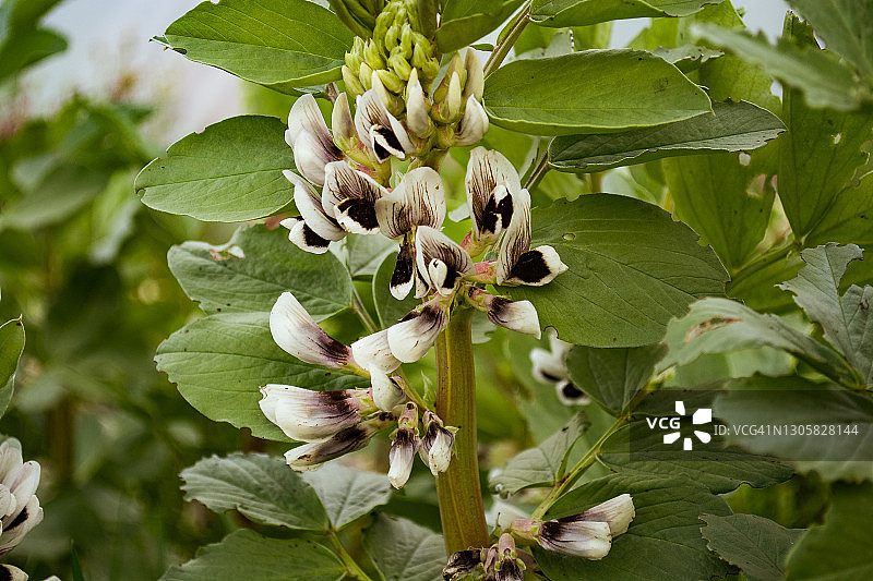果园中盛开的蚕豆特写图片素材