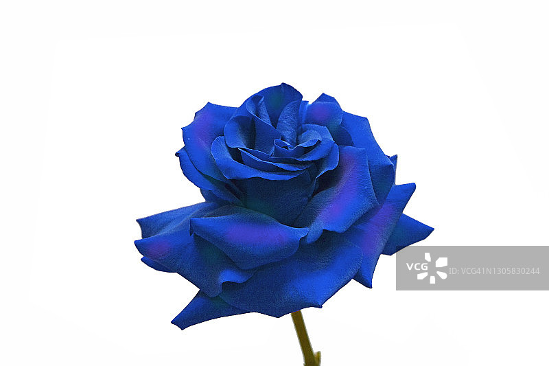 白色背景上的蓝色玫瑰图片素材