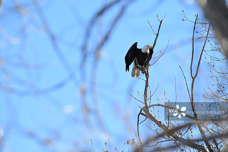 白头海雕图片素材
