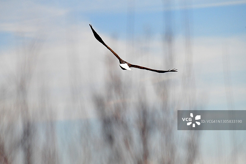 白头海雕图片素材