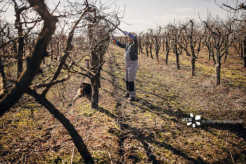 果园里的年长农民图片素材