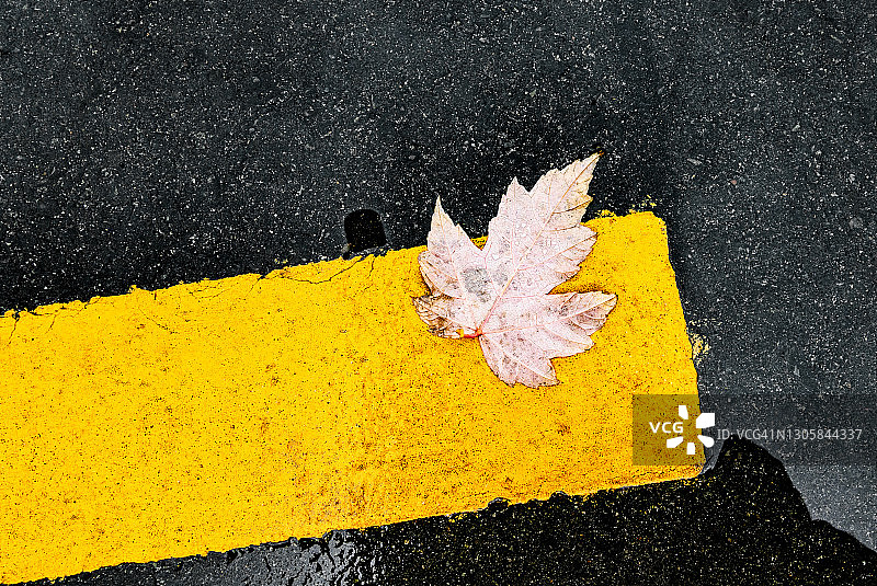 湿路面上黄色条纹和秋叶图片素材