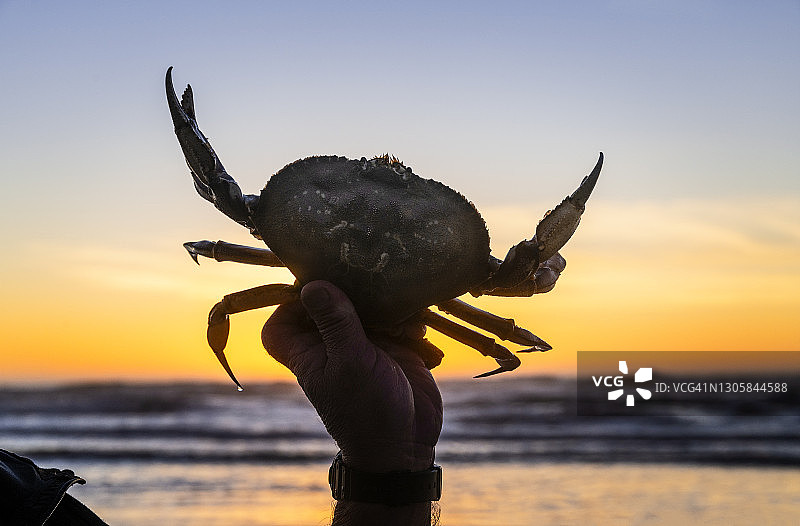 在海滩上手持新鲜捕获的珍宝蟹图片素材