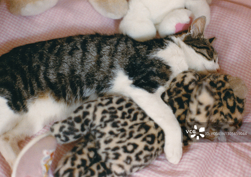 可爱猫咪依偎着毛绒玩具图片素材