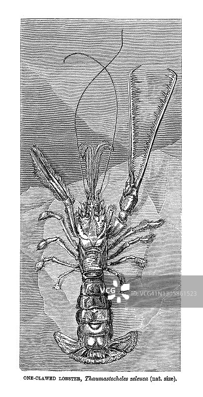 单爪龙虾（Thaumastocheles zeleuca）的旧彩色石印插图图片素材