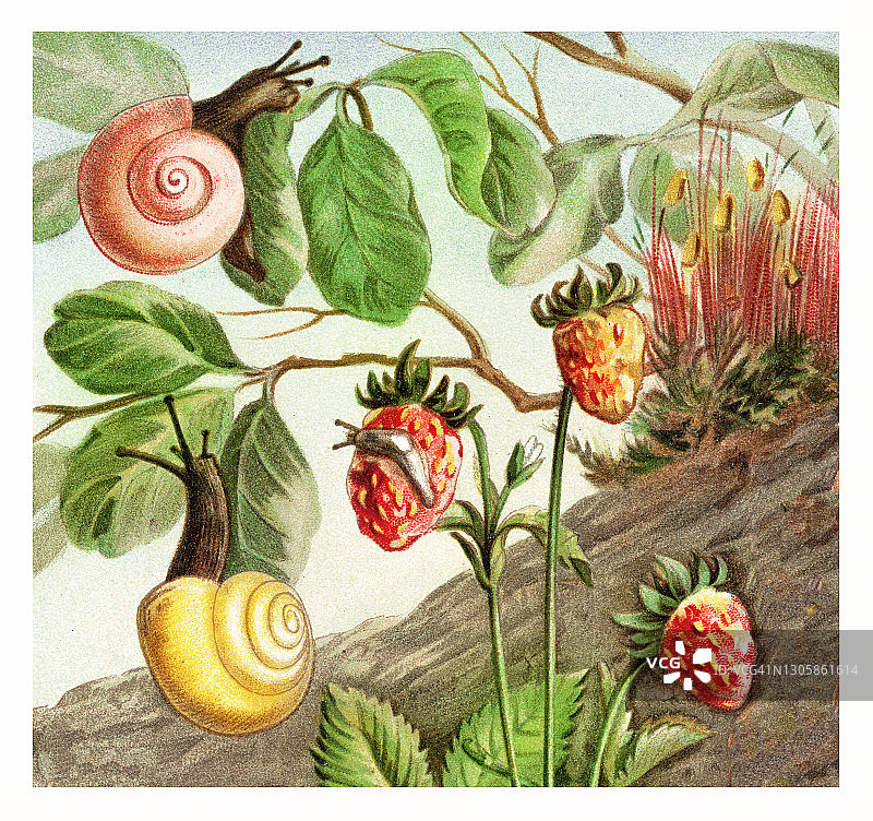 陆地软体动物，蜗牛的老式彩色石印插图图片素材