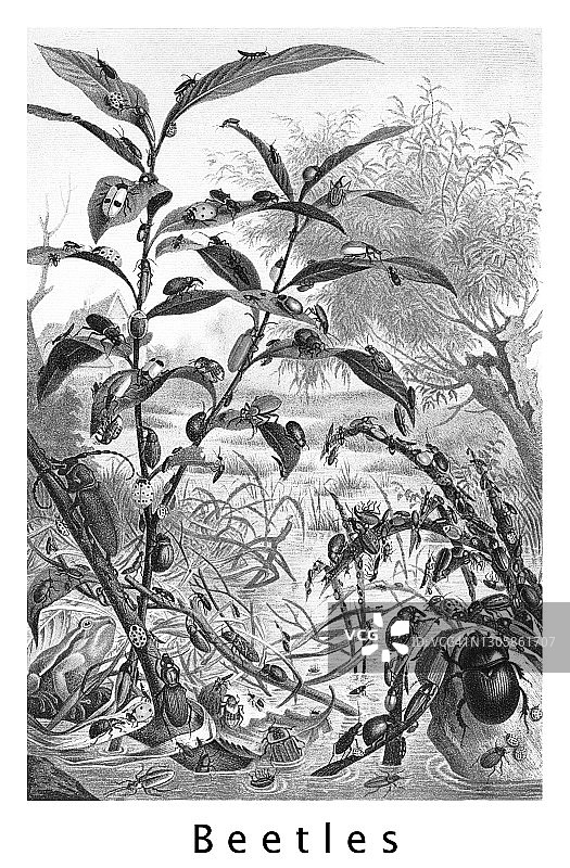 昆虫学甲虫古老彩色石印图片素材