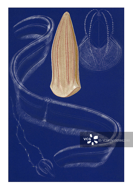 栉水母老式彩色石印插图图片素材