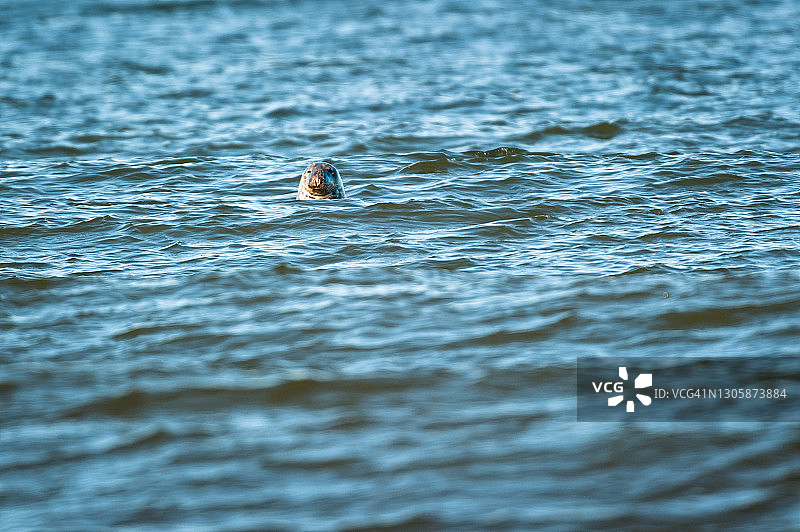 加拿大新不伦瑞克省库奇布瓜克国家公园的灰海豹图片素材