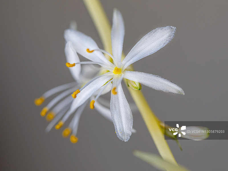 吊兰花图片素材