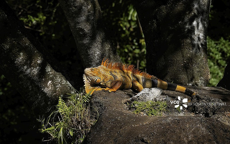 一只大型鬣蜥在岩石上沐浴阳光图片素材