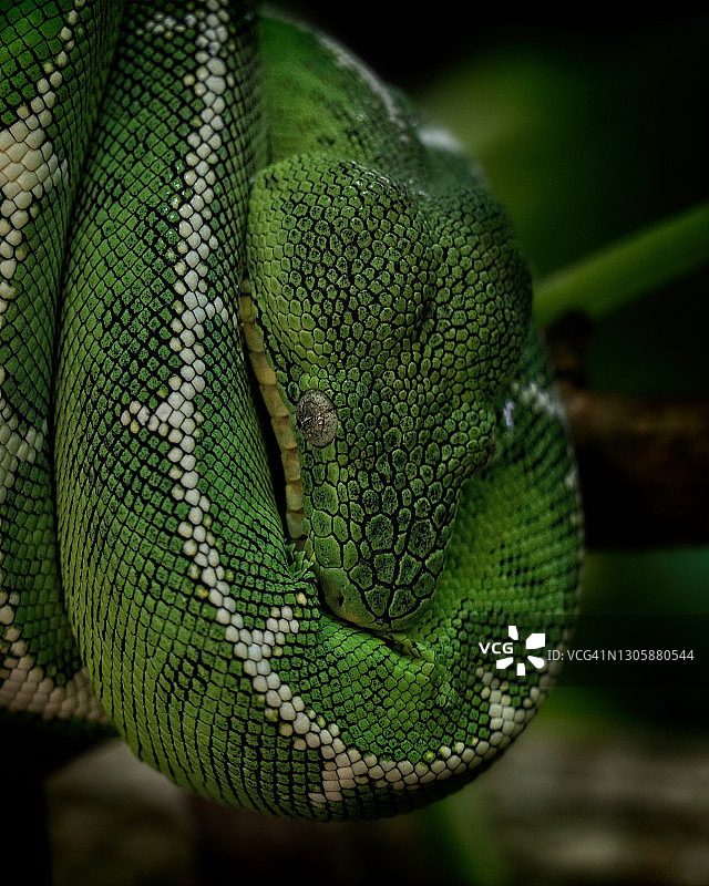 翡翠树蟒图片素材