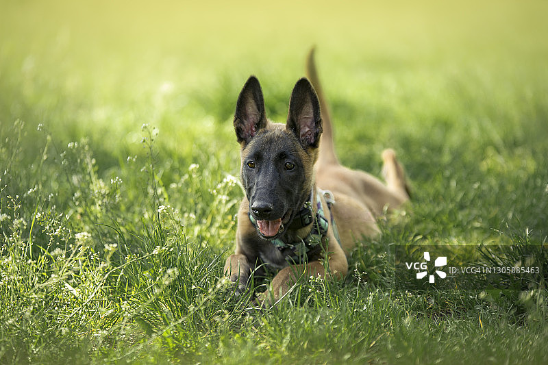 年轻的比利时牧羊犬肖像图片素材